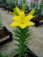 [1633 Nashville No02.JPG]